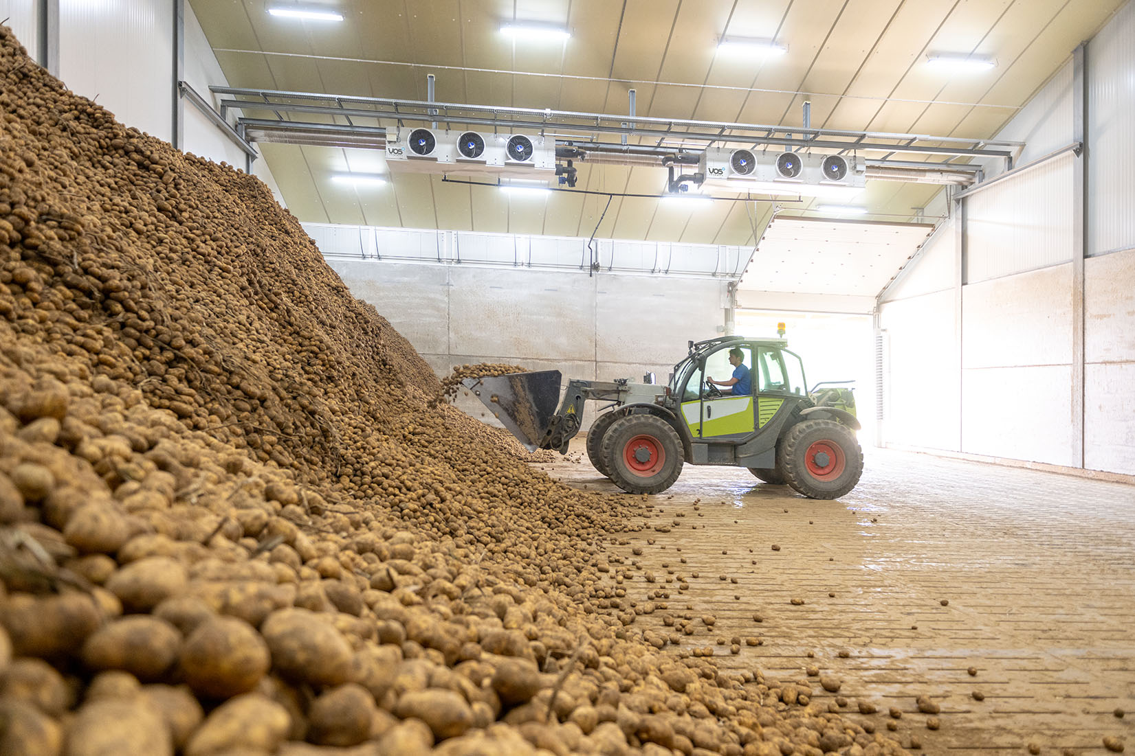 Bulldozer die uit een berg aardappelen een bak opschept in een gekoede hanger